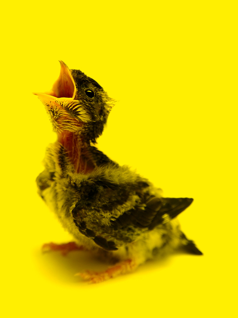poussin